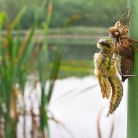 Newly emerged Four-Spotted Chaser wideangle 2 